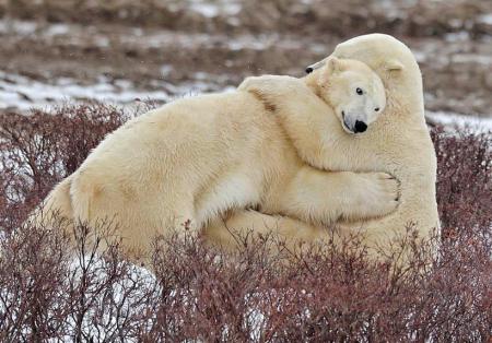 abrazo-de-oso.jpg