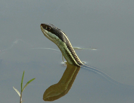 serpiente1.gif